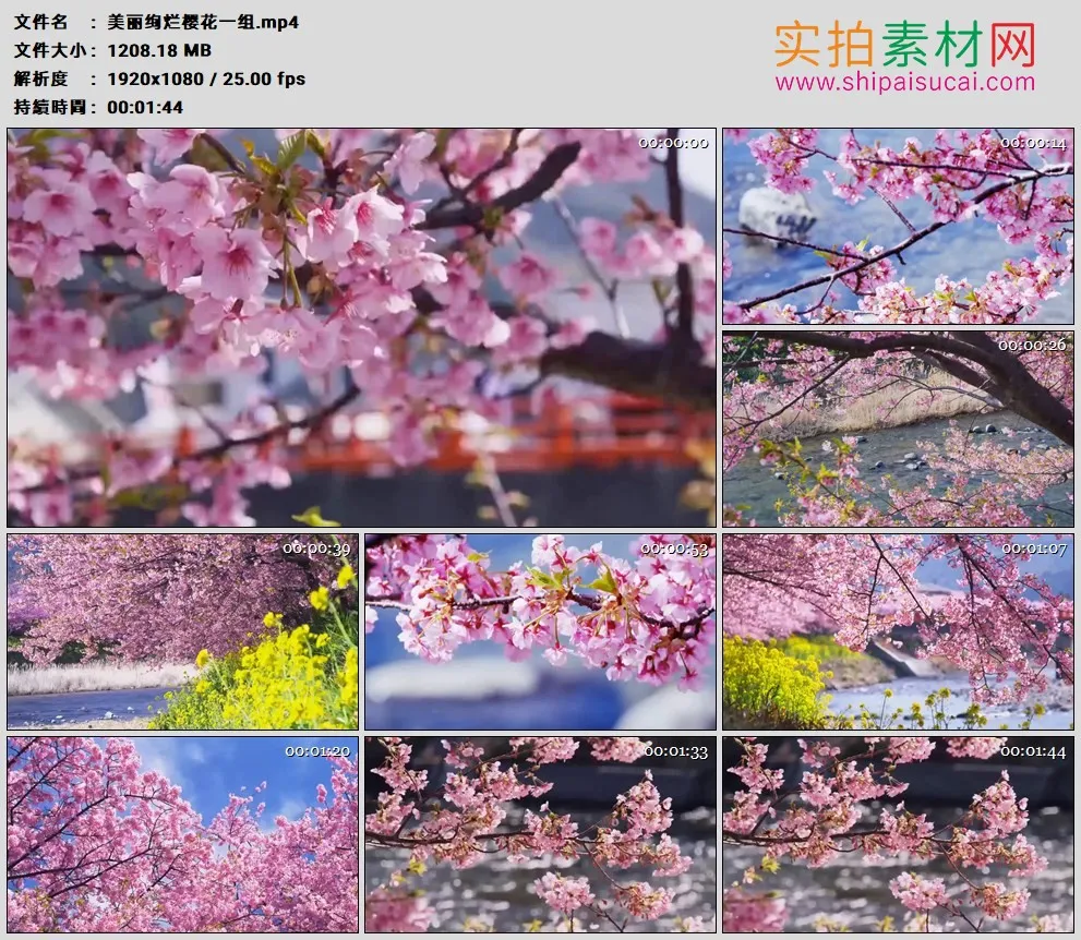 高清实拍视频素材丨春天美丽绚烂樱花一组