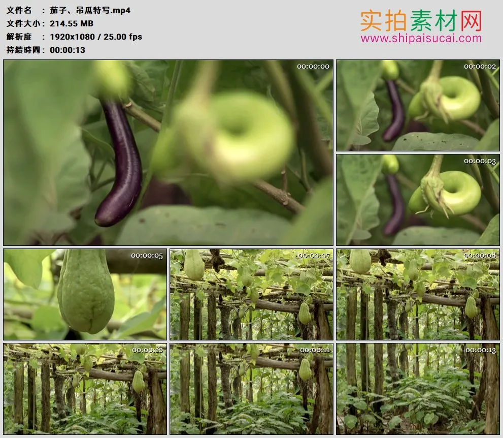 高清实拍视频素材丨特写蔬菜棚里的茄子和吊瓜