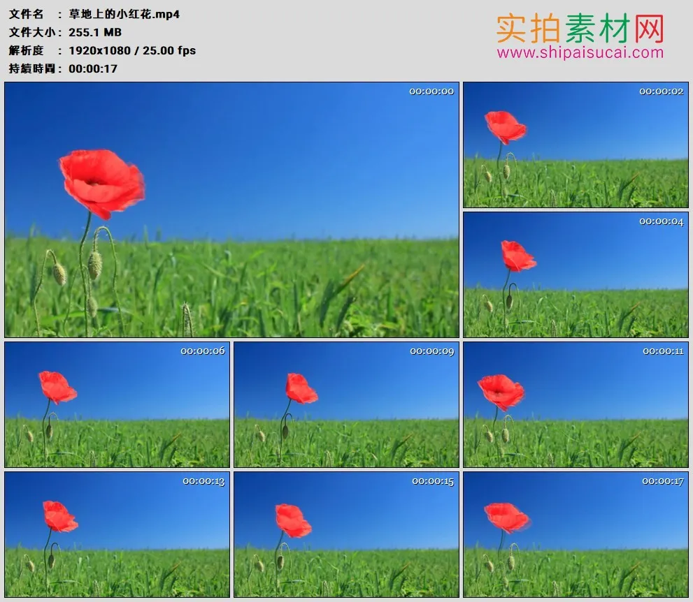 高清实拍视频素材丨草地上的小红花