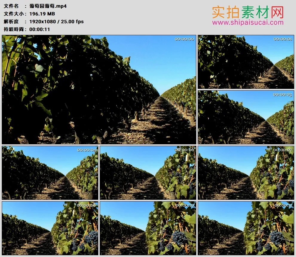 高清实拍视频素材丨摇摄晴天葡萄园里挂着一串串葡萄的藤蔓