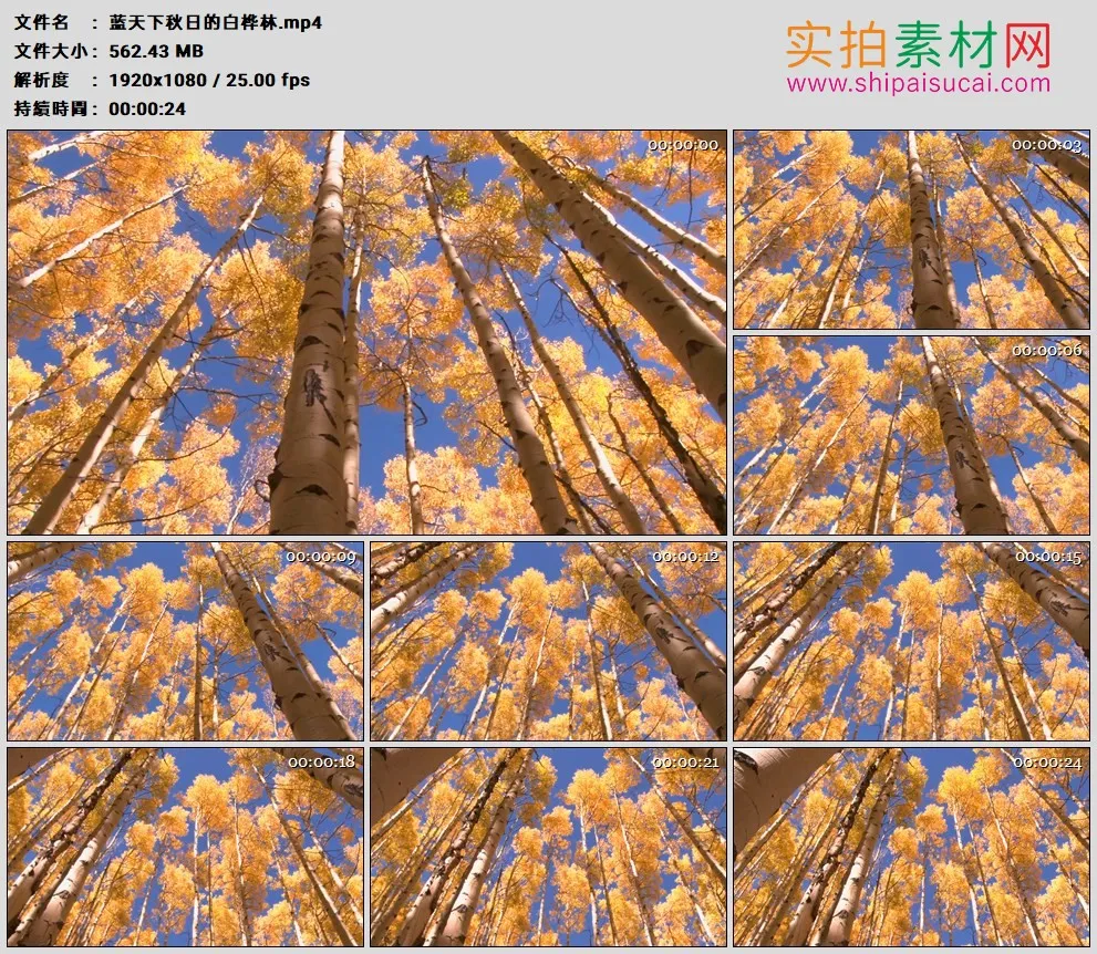高清实拍视频素材丨摇摄蓝天下挂着黄色树叶的秋天白桦林