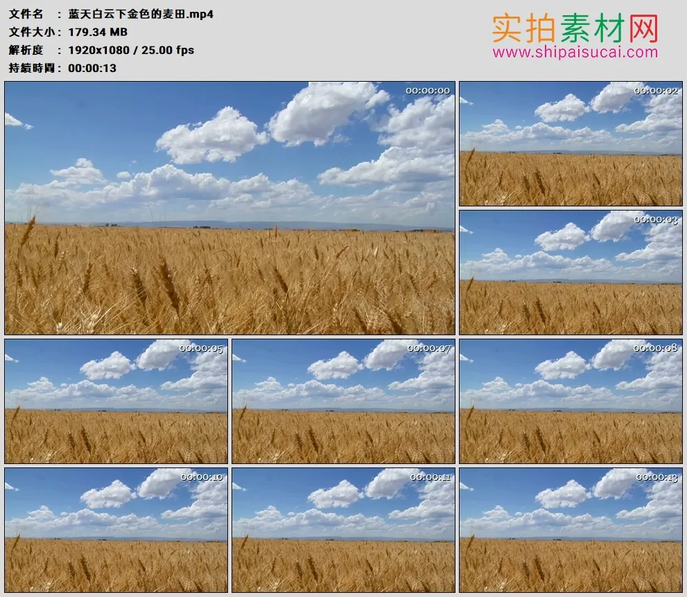 高清实拍视频素材丨蓝天白云下金色的麦田