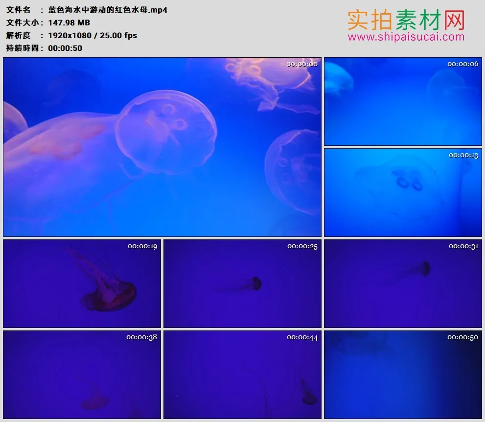 高清实拍视频素材丨蓝色海水中游动的红色水母