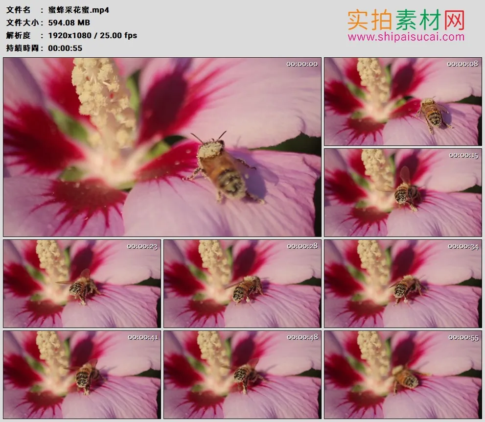 高清实拍视频素材丨蜜蜂采花蜜