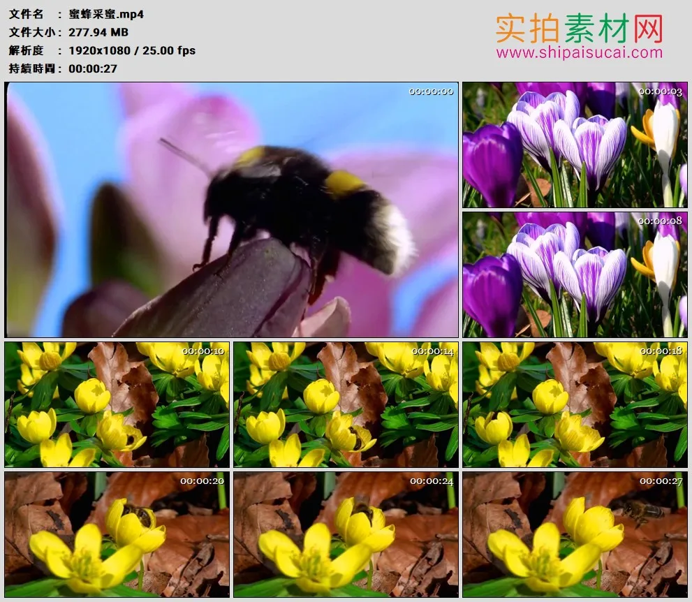 高清实拍视频素材丨蜜蜂采集颜色鲜艳花朵的花粉