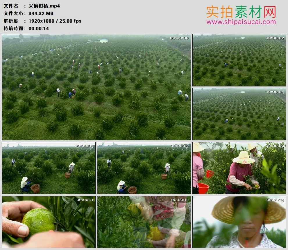 高清实拍视频素材丨一大片柑橘园里果农采摘柑橘