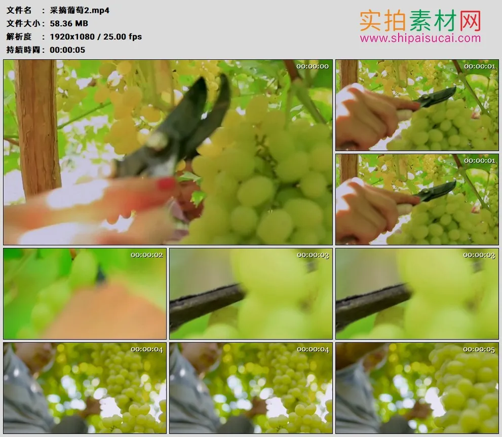 高清实拍视频素材丨特写在葡萄园里采摘葡萄