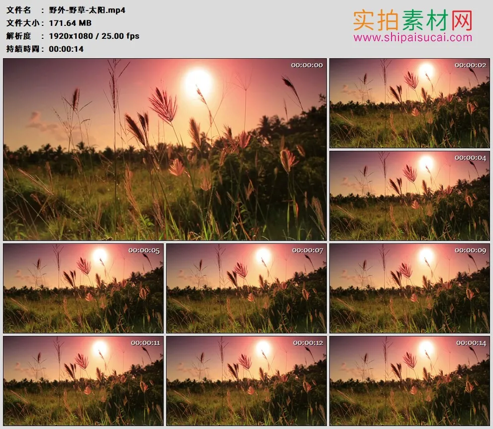 高清实拍视频素材丨野外-野草-太阳