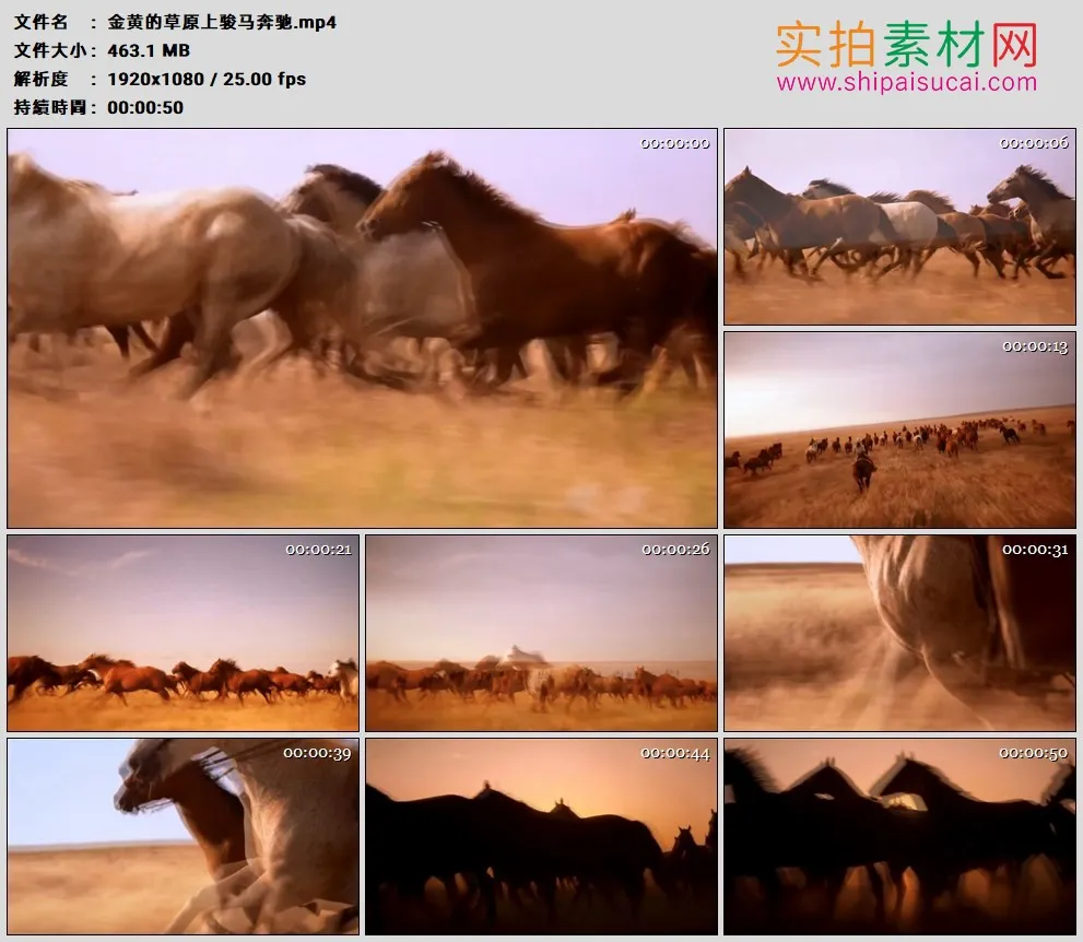 高清实拍视频素材丨金黄的草原上骏马奔驰