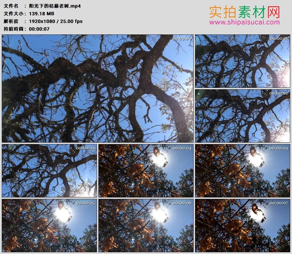 高清实拍视频素材丨阳光下的枯藤老树