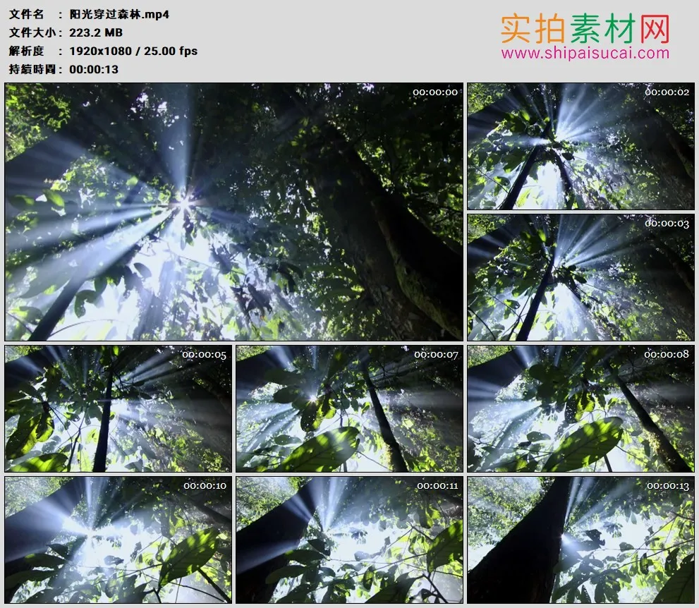 高清实拍视频素材丨阳光穿过森林