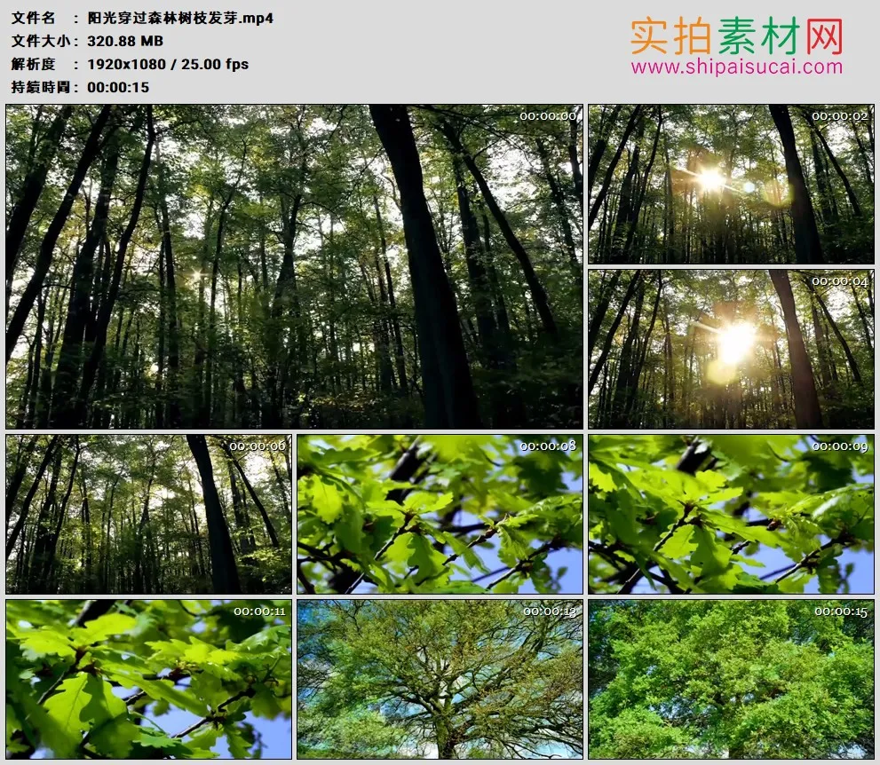 高清实拍视频素材丨阳光穿过森林树枝发芽