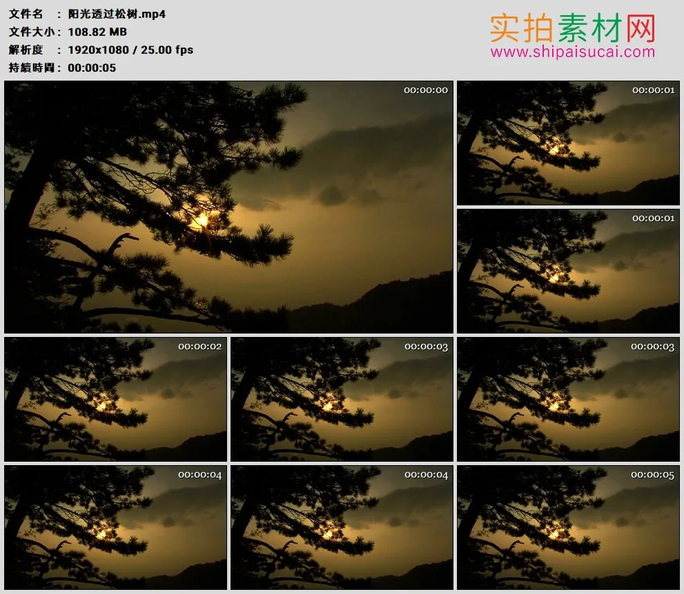 高清实拍视频素材丨阳光透过松树