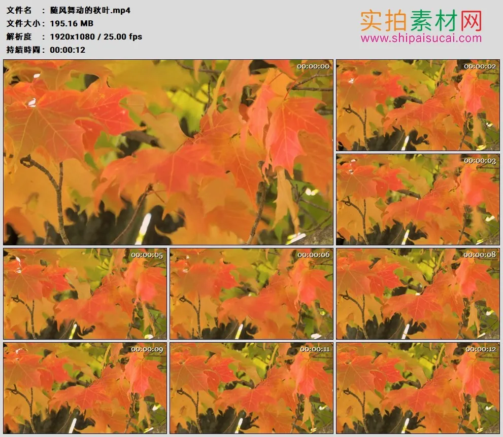 高清实拍视频素材丨秋天随风飘动的红色树叶