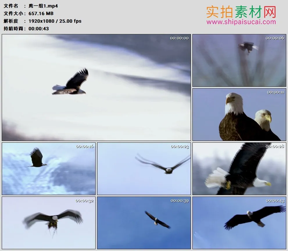 高清实拍视频素材丨鹰一组1