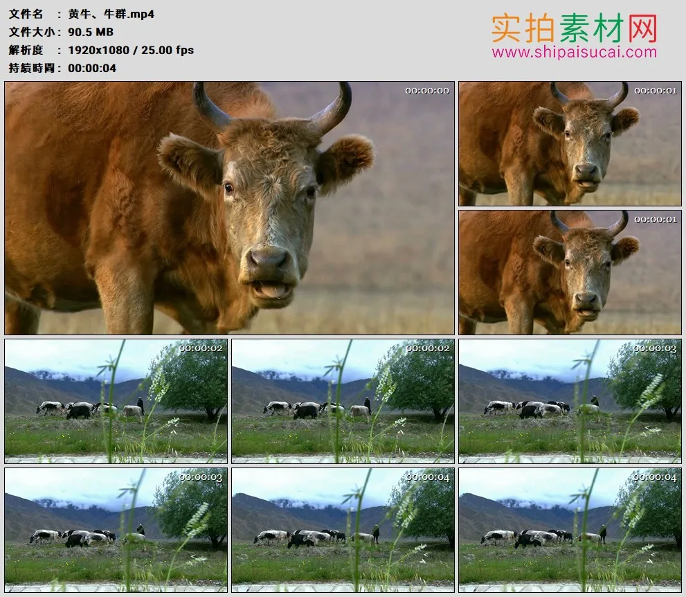 高清实拍视频素材丨特写一头黄牛以及在草地上吃草的牛群