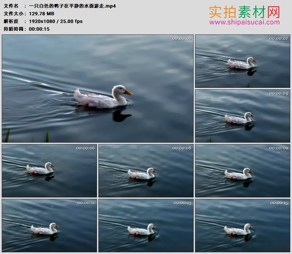 高清实拍视频素材丨一只白色的鸭子在平静的水面游走
