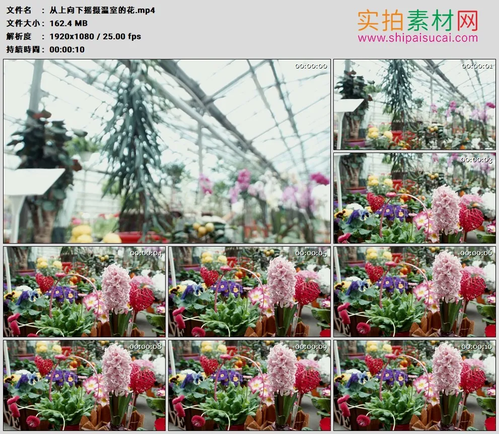 高清实拍视频素材丨从上向下摇摄温室的花