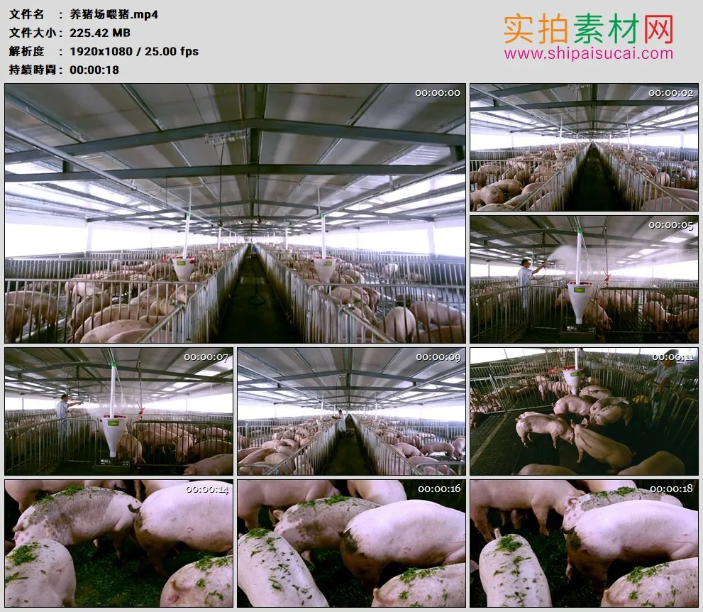 高清实拍视频素材丨养猪场给猪喂食