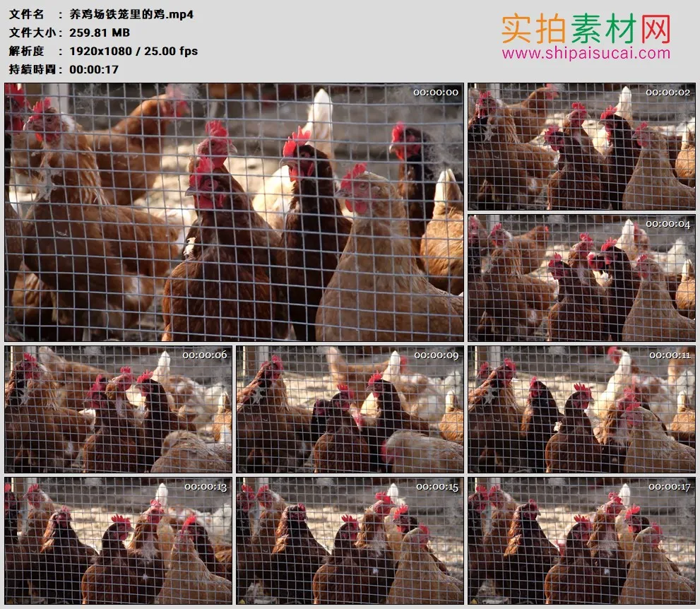 高清实拍视频素材丨养鸡场铁丝网里的鸡