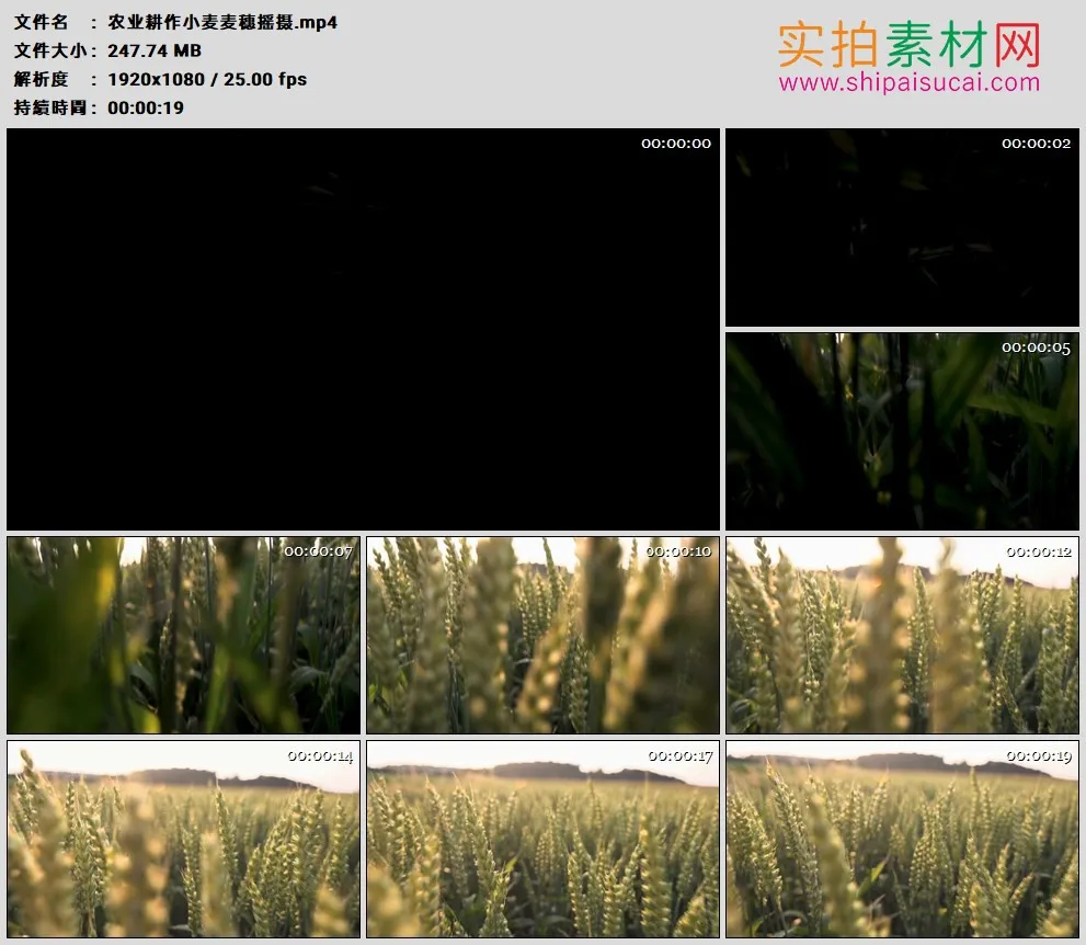 高清实拍视频素材丨农业耕作小麦麦穗摇摄