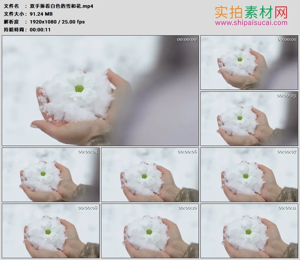 高清实拍视频素材丨双手捧着白色的雪和花