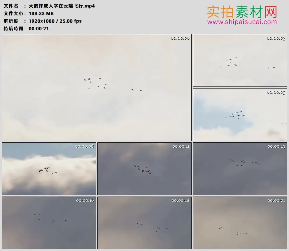 高清实拍视频素材丨天鹅排成人字在云端飞行