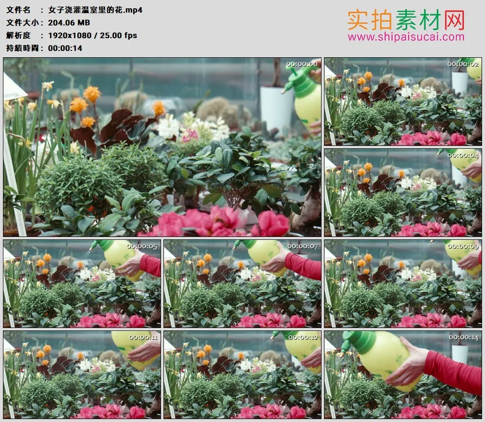 高清实拍视频素材丨女子浇灌温室里的花