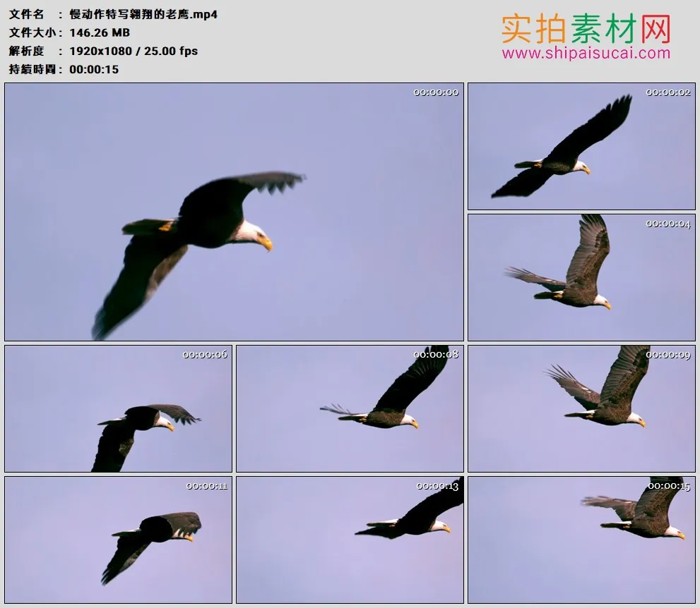 高清实拍视频素材丨慢动作特写翱翔的老鹰