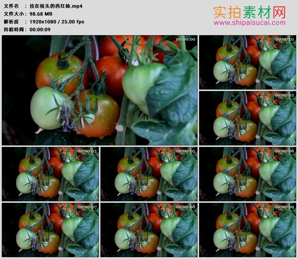高清实拍视频素材丨挂在枝头的西红柿