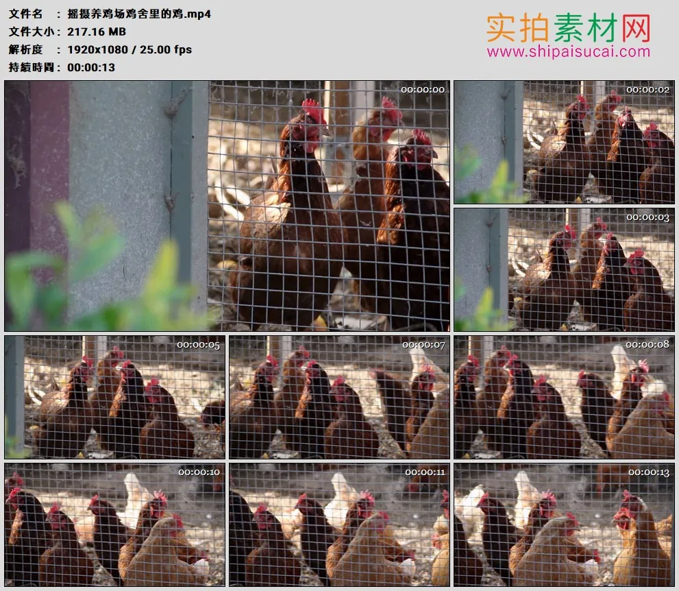 高清实拍视频素材丨摇摄养鸡场鸡舍里的鸡