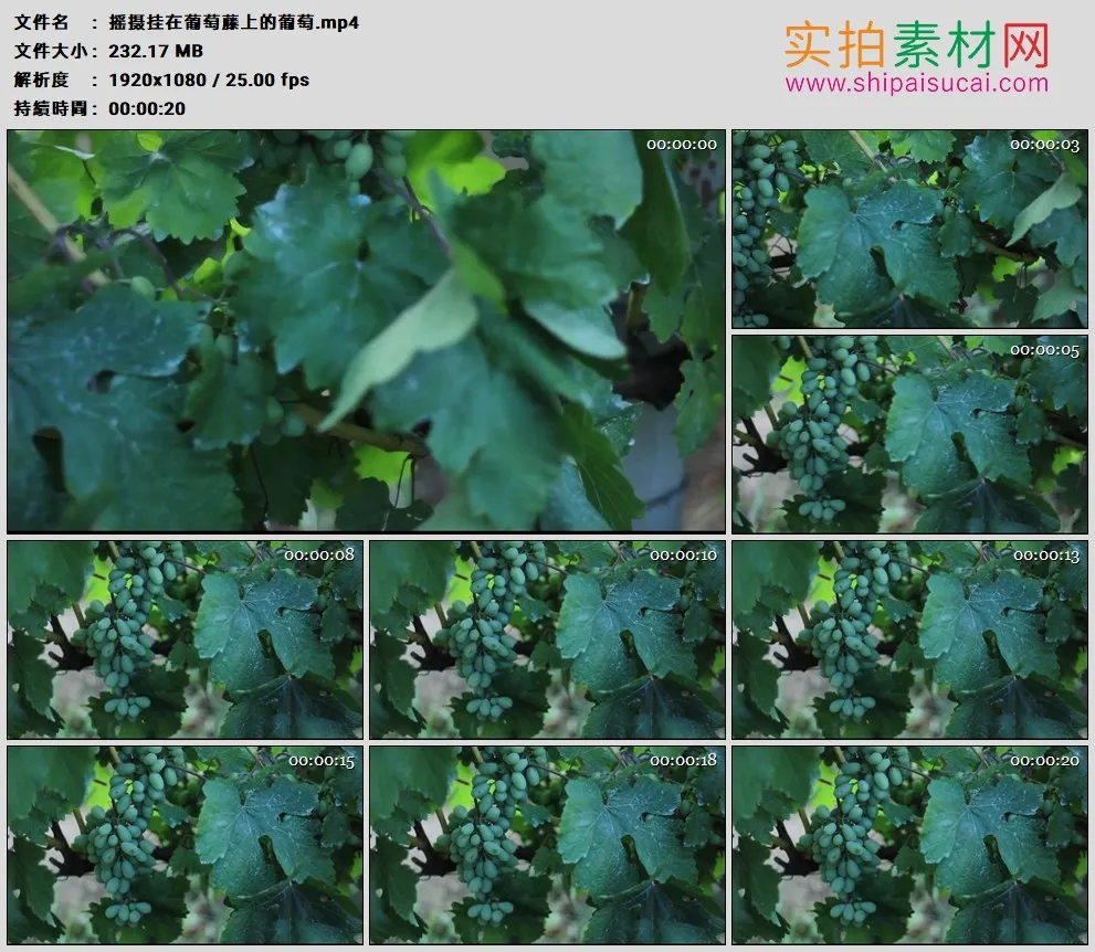 高清实拍视频素材丨摇摄挂在葡萄藤上的葡萄