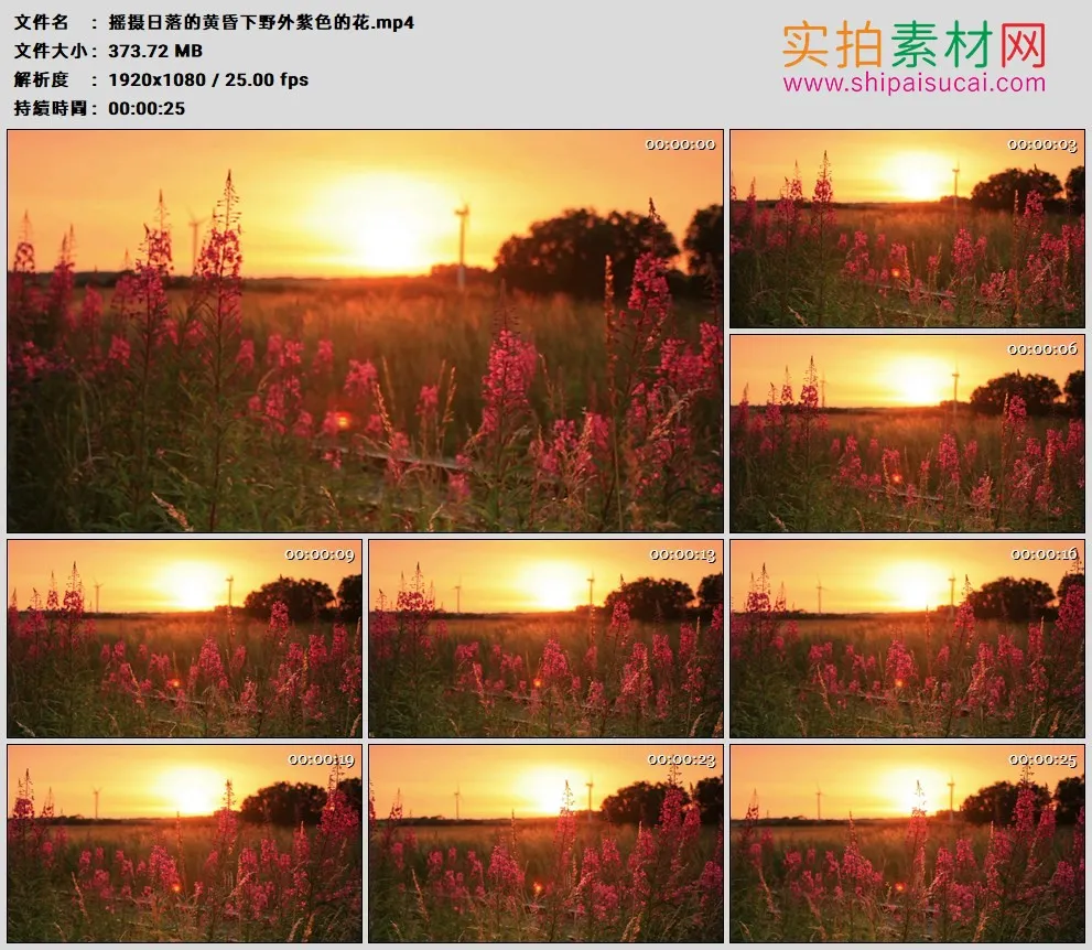 高清实拍视频素材丨摇摄日落的黄昏下野外紫色的花