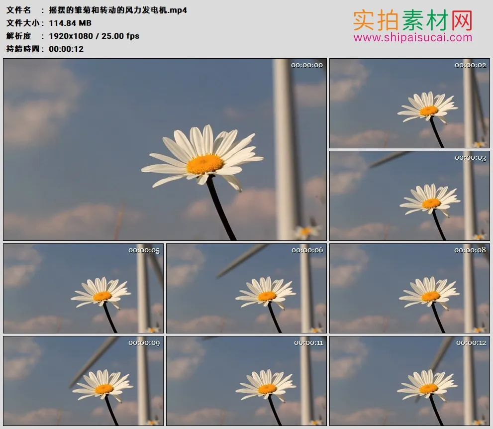 高清实拍视频素材丨摇摆的雏菊和转动的风力发电机
