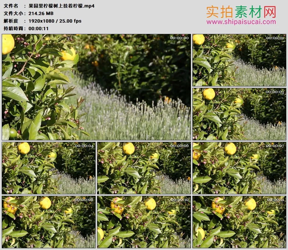 高清实拍视频素材丨果园里柠檬树上挂着柠檬