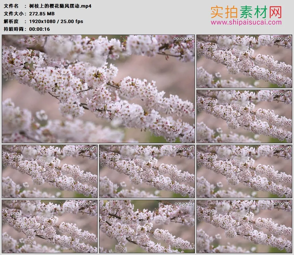 高清实拍视频素材丨树枝上的樱花随风摆动