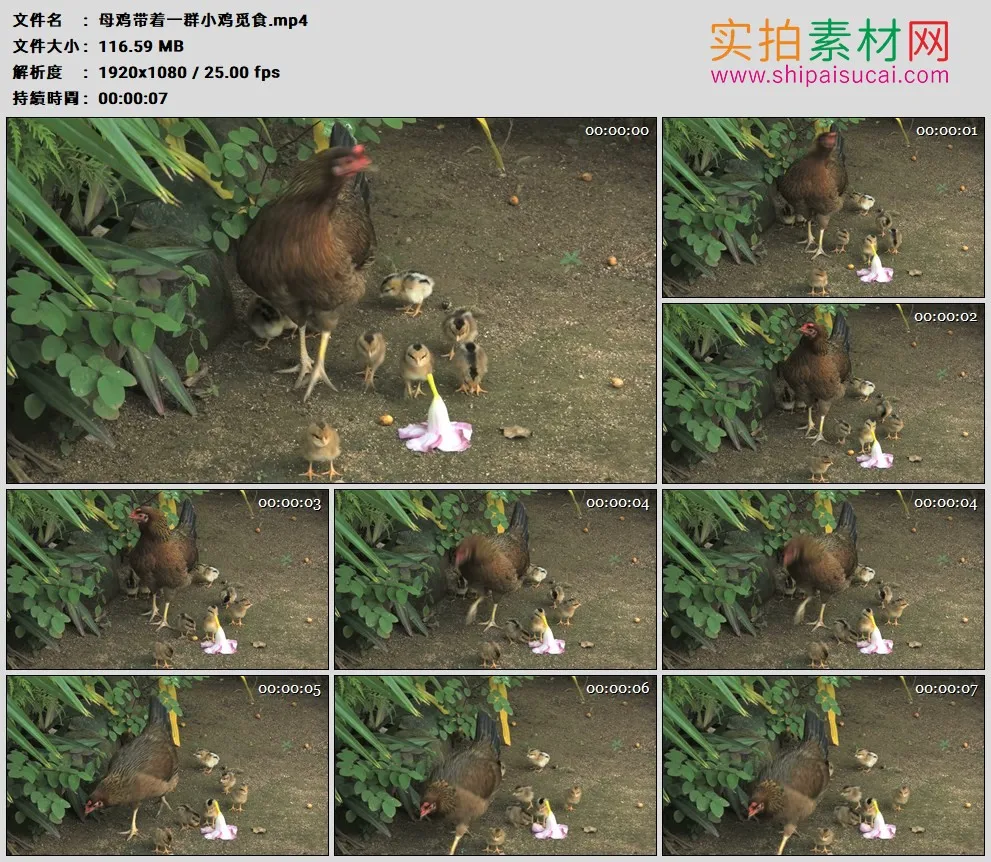 高清实拍视频素材丨母鸡带着一群小鸡觅食