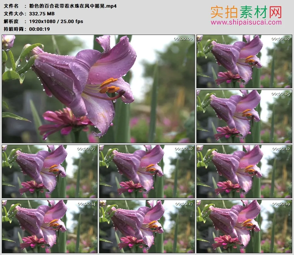 高清实拍视频素材丨紫色的百合花带着水珠在风中摇晃