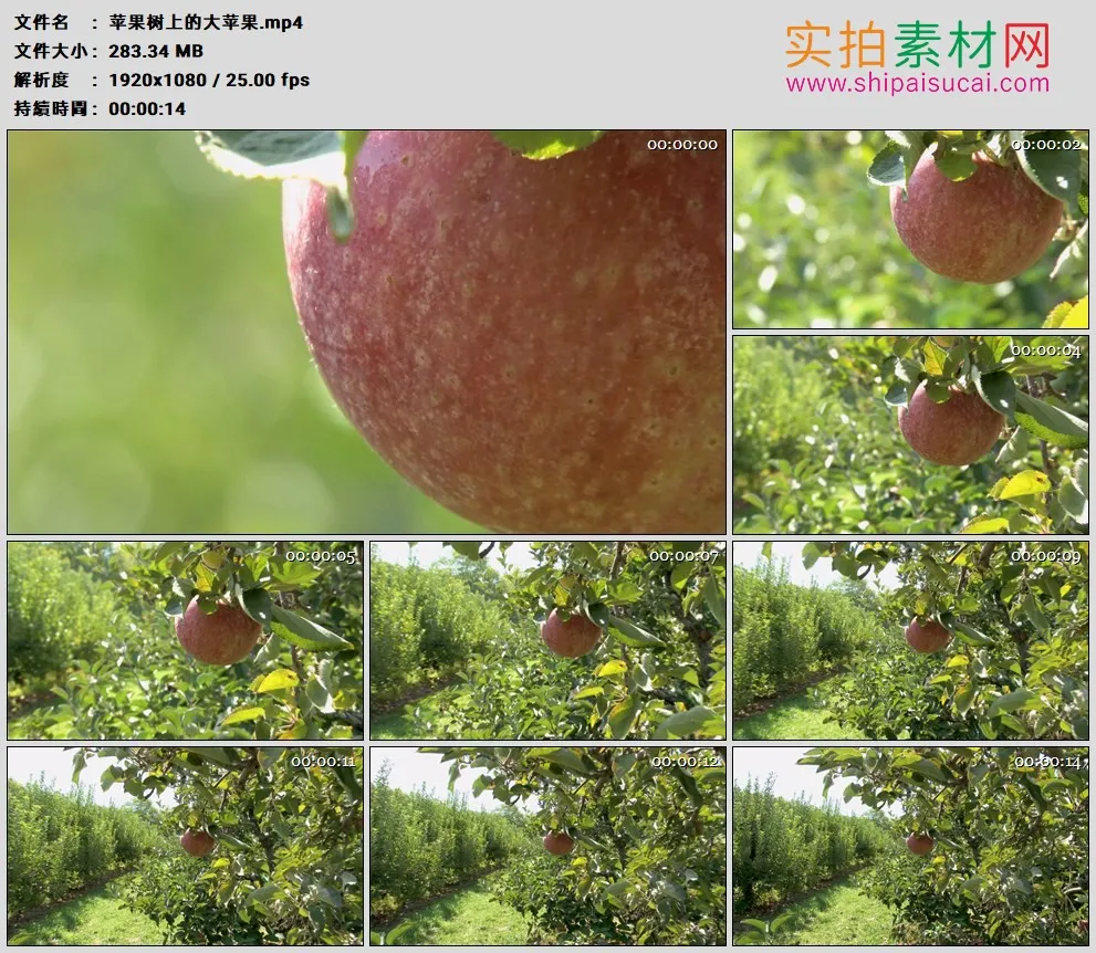 高清实拍视频素材丨苹果树上的大苹果