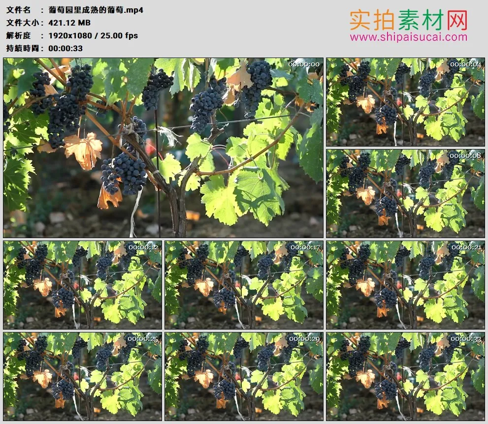 高清实拍视频素材丨葡萄园里成熟的葡萄
