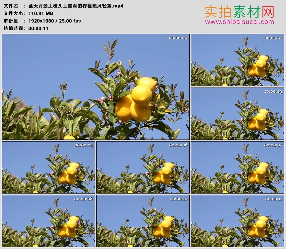 高清实拍视频素材丨蓝天背景上枝头上挂着的柠檬随风轻摆