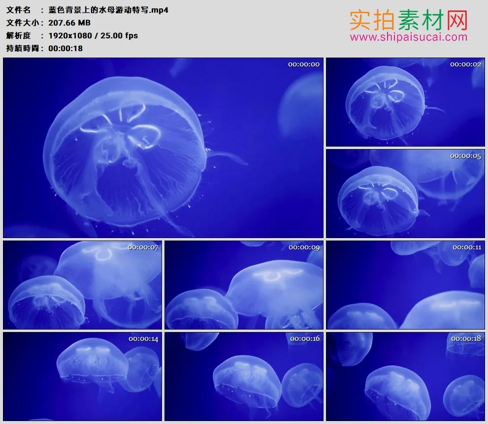 高清实拍视频素材丨蓝色背景上的水母游动特写