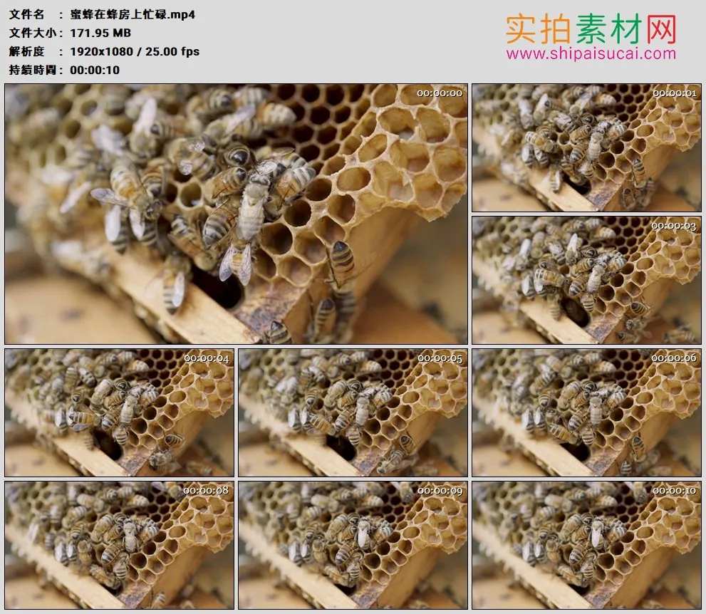 高清实拍视频素材丨蜜蜂在蜂房上忙碌