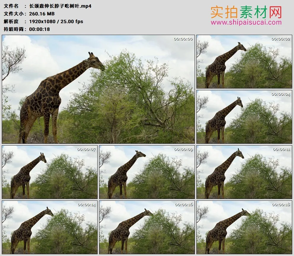 高清实拍视频素材丨长颈鹿伸长脖子吃树叶