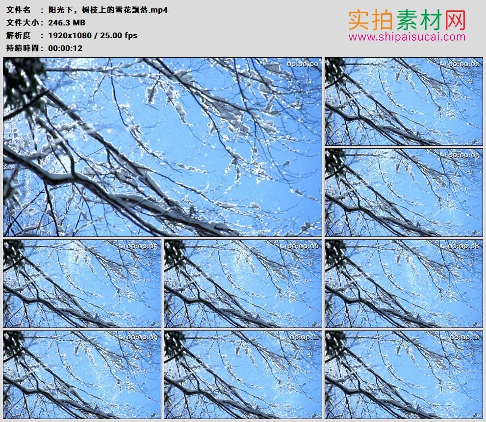 高清实拍视频素材丨阳光照耀下，树枝上的雪花飘落