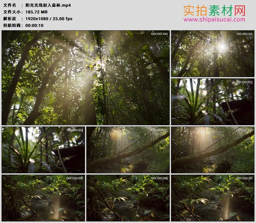 高清实拍视频素材丨阳光光线射入森林