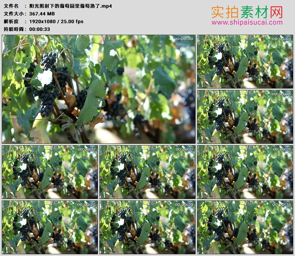 高清实拍视频素材丨阳光照射下的葡萄园里葡萄熟了