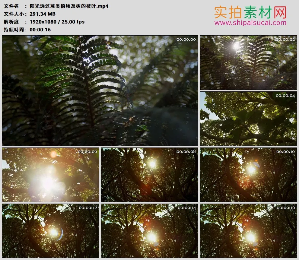 高清实拍视频素材丨阳光透过蕨类植物及树的枝叶