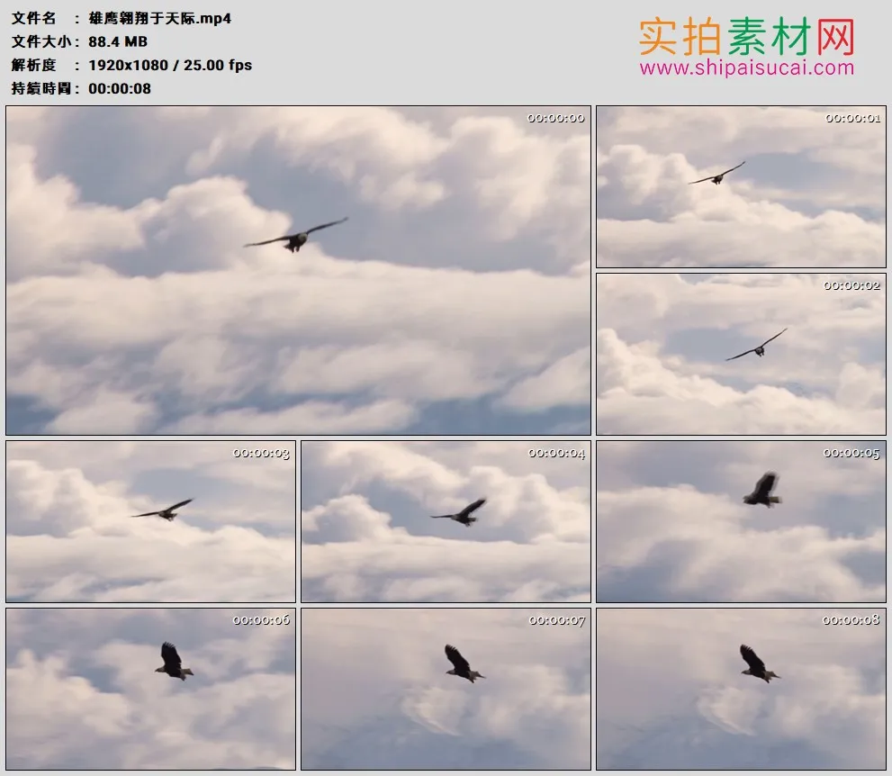 高清实拍视频素材丨雄鹰翱翔于天际