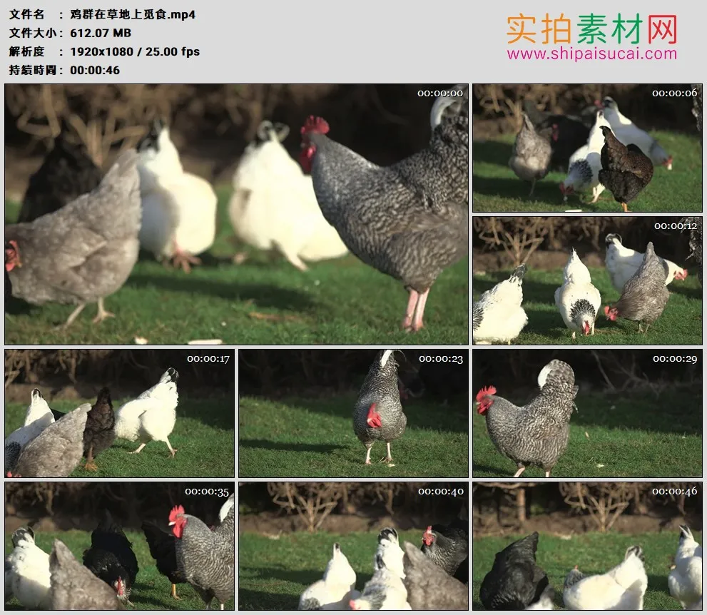 高清实拍视频素材丨养鸡场的鸡群在草地上觅食